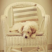 Finette a rejoint le concours — aidez-le/la à gagner de superbes lots ! animal, calm, cozy, cushion, cute, dog, domestic, floor, fluffy, furniture, home, indoor, pet, quiet, relaxation, resting, sleeping, striped, white, wicker_chair