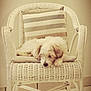 animal, calm, cozy, cushion, cute, dog, domestic, floor, fluffy, furniture, home, indoor, pet, quiet, relaxation, resting, sleeping, striped, white, wicker_chair