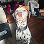 dog, dalmatian, indoor, bow, headband, pet, living_room, stockings, holiday_decor, person, sneakers, wood_floor, carpet, collar, white, brown_spots, cute, sitting, portrait, animal