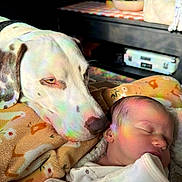 Pongo joined the competition — help win amazing prizes! baby, dog, sleeping, blanket, closeup, indoor, face, cozy, pet, newborn, resting, animal, infant, warm, soft_light, companion, peaceful, colorful_reflection, cuddle, portrait