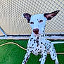 Pongo joined the competition — help win amazing prizes! dalmatian, dog, puppy, ears, spots, green_turf, chain_link_fence, yellow_wall, outdoor, pet, animal, playful, curious, canine, young_dog, white_fur, brown_spots, looking_up, four_legs, tail