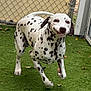 Pongo joined the competition — help win amazing prizes! dog, dalmatian, running, grass, outdoor, pet, animal, playful, spotted, canine, fence, happy, motion, energetic, yard, smile, white, black_spots, ears, tail