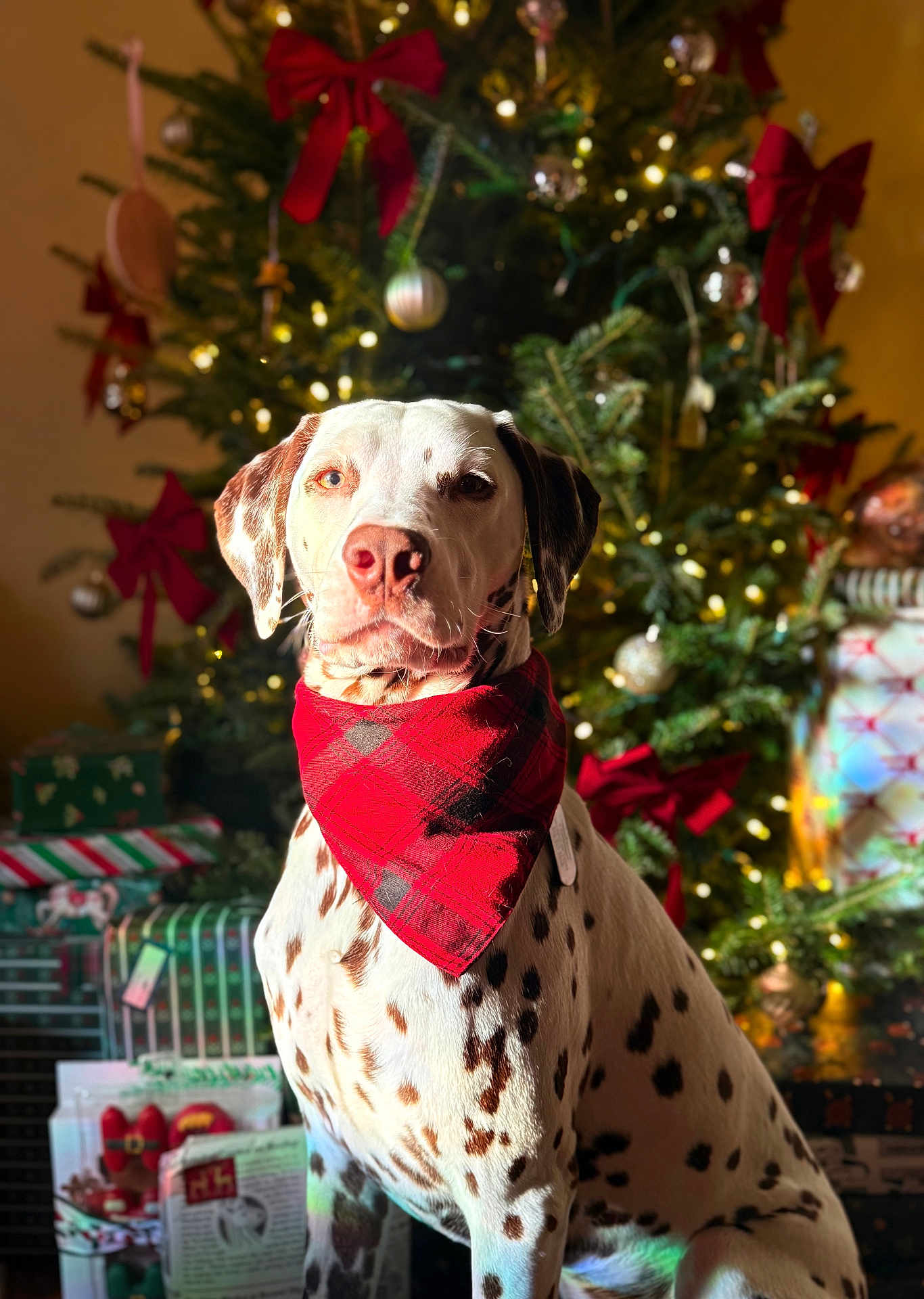 Pongo is registered to the contest to win money with this photo: dalmatian, dog, bandana, red, christmas_tree, ornaments, bows, lights, presents, holiday, festive, indoor, pet, portrait, decorations, celebration, animal, christmas, tree, spots