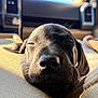 puppy, dog, sleeping, close_up, black_fur, pet, car_interior, sunlight, resting, young_dog, face, whiskers, texture, seat, cozy, peaceful, nose, ears, daylight, cute
