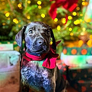 Millie joined the competition — help win amazing prizes! puppy, dog, red_bow, christmas, holiday, festive, decorations, lights, gift_boxes, background_blur, indoor, cute, pet, animal, wooden_floor, portrait, young_dog, celebration, seasonal, christmas_tree