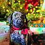 puppy, dog, red_bow, christmas, holiday, festive, decorations, lights, gift_boxes, background_blur, indoor, cute, pet, animal, wooden_floor, portrait, young_dog, celebration, seasonal, christmas_tree