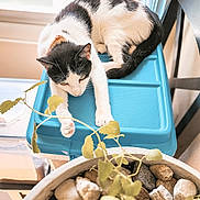 Skye joined the competition — help win amazing prizes! black_and_white_cat, blue_container, cat, chair, cozy, domestic_cat, feline, home, indoor, leaves, natural_light, pet, plant, potted_plant, relaxed, rocks, stretching, sunlight, table, window