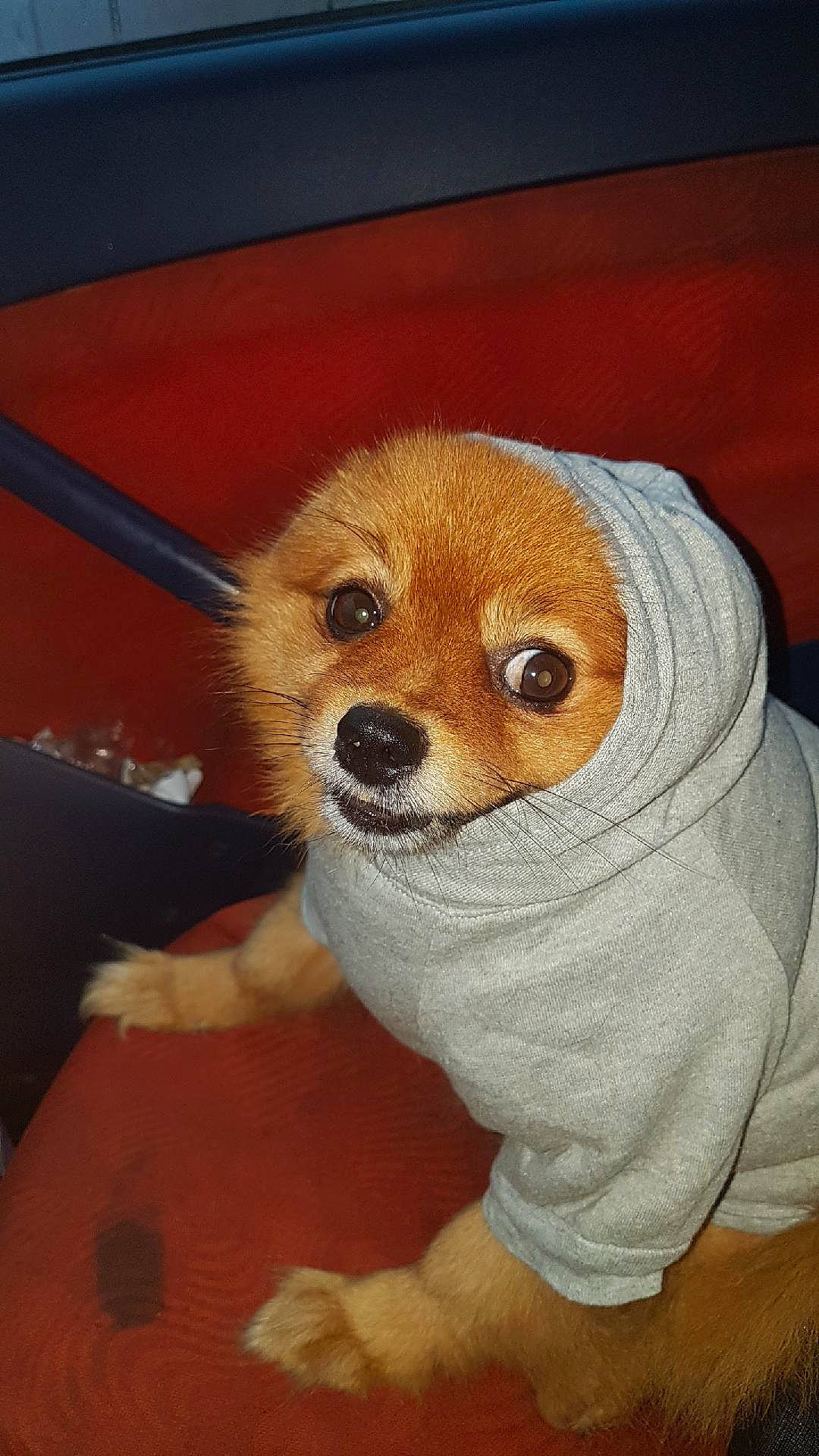 Lonzo a rejoint le concours — aidez-le/la à gagner de superbes lots ! canidae, carnivore, companion_dog, corgi_chihuahua, dog, dog_breed, fawn, flooring, fur, non_sporting_group, snout, spitz, sporting_group, stuffed_toy, tail, toy, toy_dog, whiskers, wood, working_animal