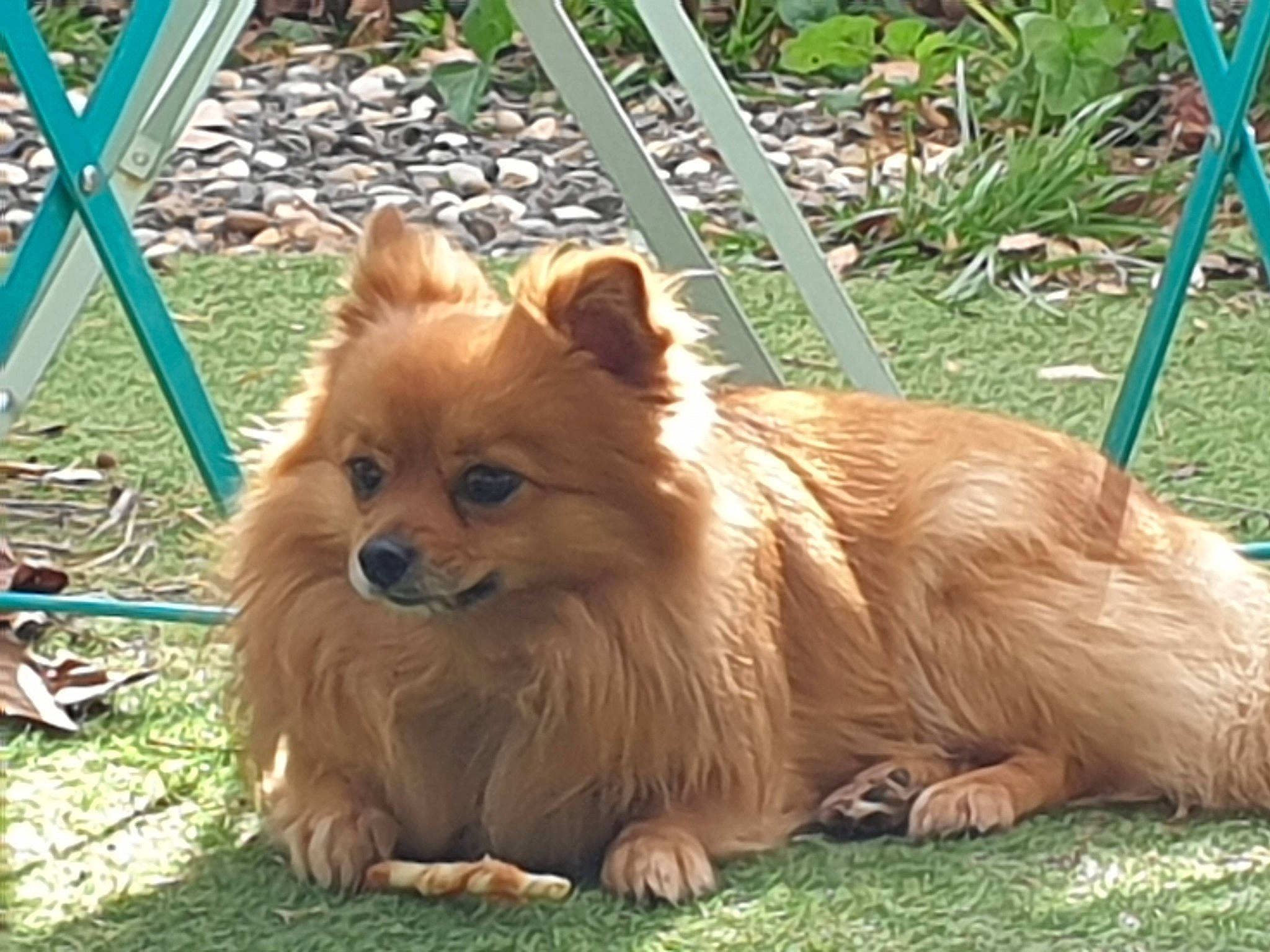 Lonzo a rejoint le concours — aidez-le/la à gagner de superbes lots ! carnivore, companion_dog, dog, dog_breed, fawn, fur, german_spitz, german_spitz_klein, german_spitz_mittel, grass, liver, plant, pomeranian, snout, spitz, terrestrial_animal, toy_dog, volpino_italiano, whiskers, working_animal