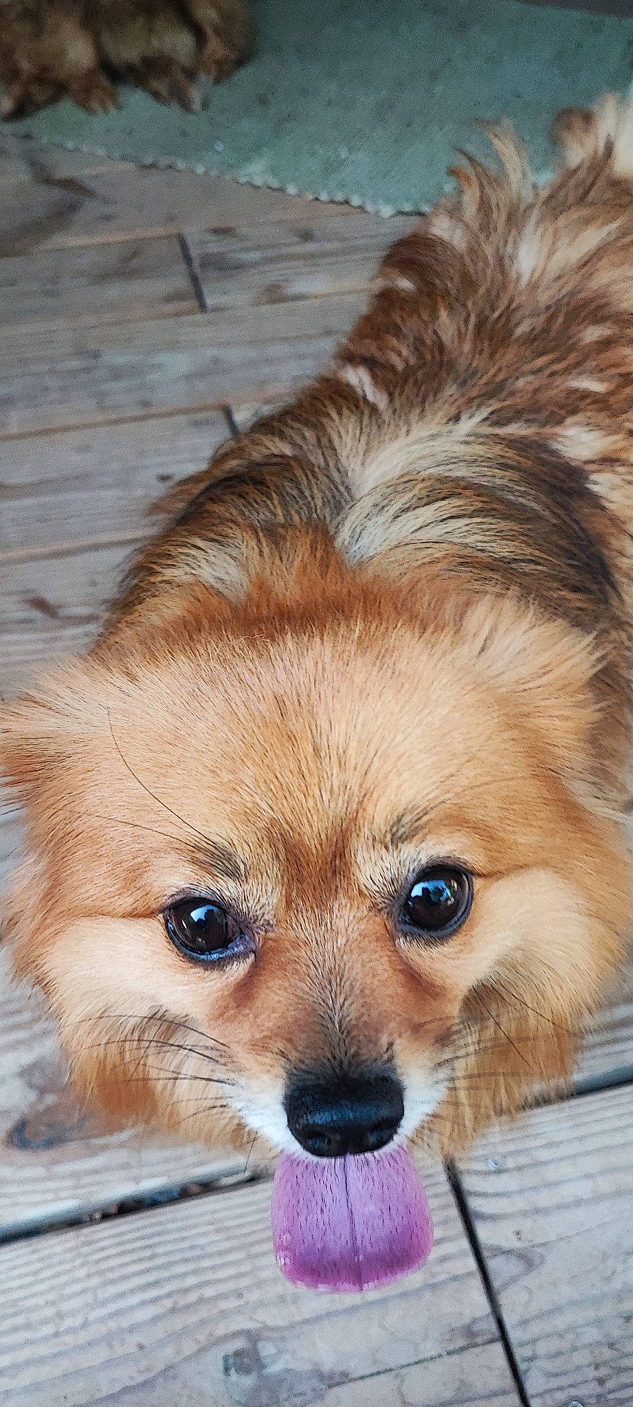 Lonzo participe au concours pour gagner de l'argent avec cette photo : canidae, carnivore, companion_dog, dog, dog_breed, ear, eye, fawn, fur, liver, nose, puppy, snout, sporting_group, terrestrial_animal, toy_dog, volpino_italiano, whiskers, wildlife, wood