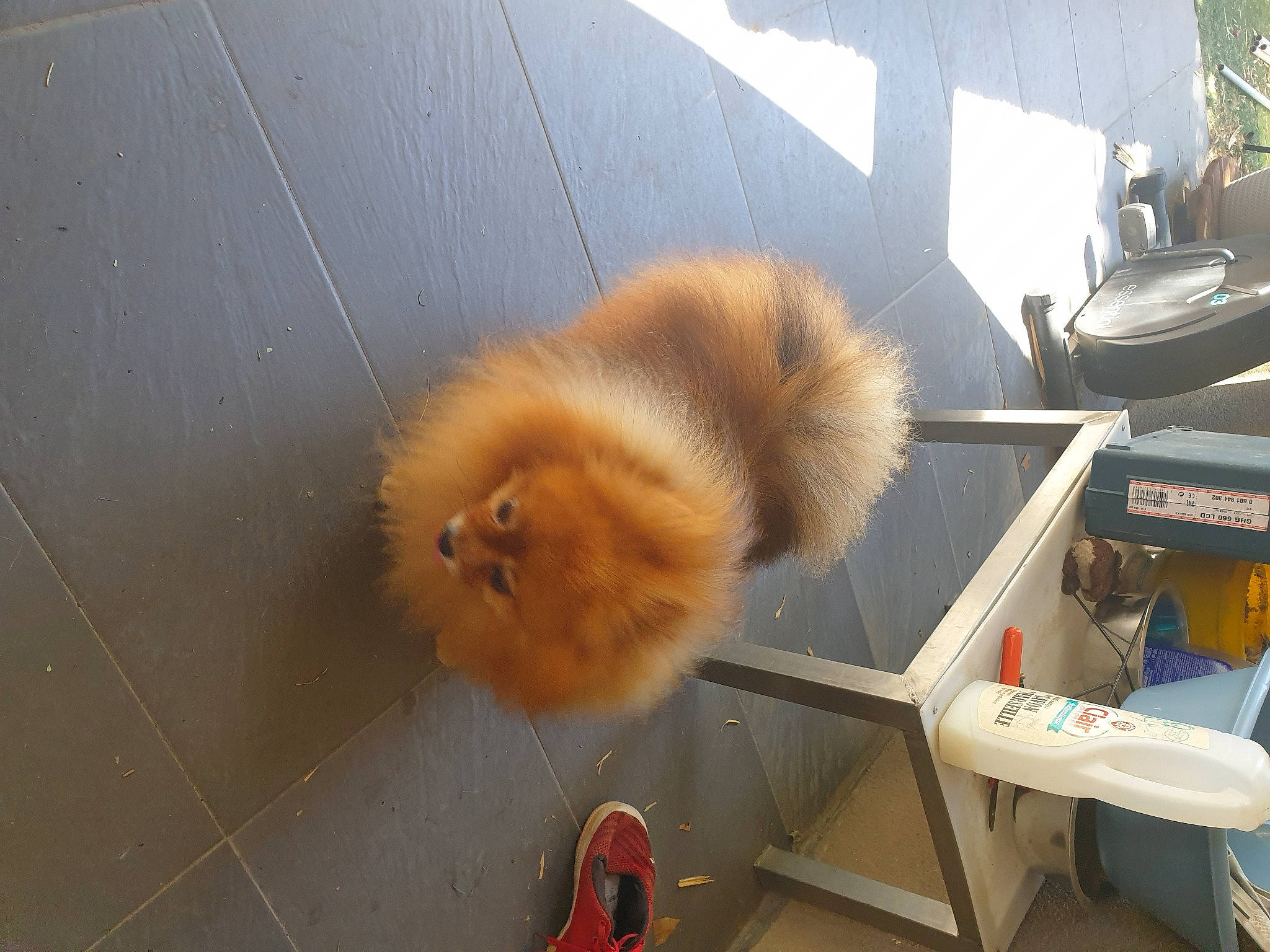 Gizmo a rejoint le concours — aidez-le/la à gagner de superbes lots ! beak, bird, canidae, companion_dog, duck, fawn, felidae, fowl, fur, perching_bird, phasianidae, plant, pomeranian, poultry, songbird, spitz, tail, wildlife, wing, wood