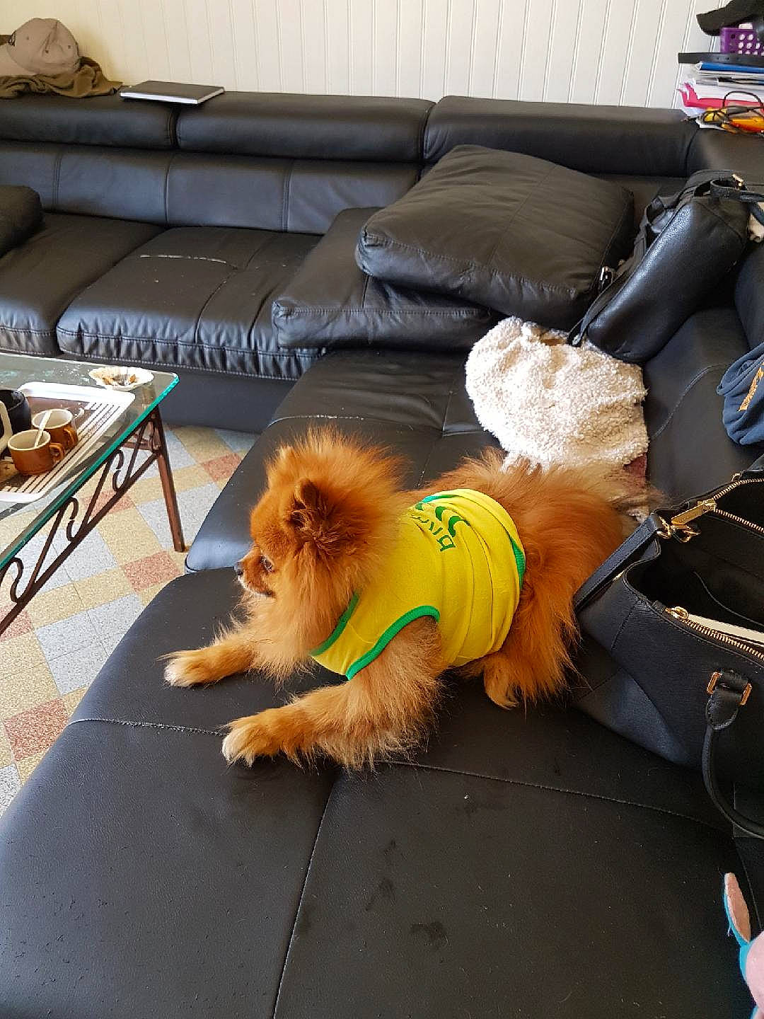 Gizmo participe au concours pour gagner de l'argent avec cette photo : carnivore, comfort, companion_dog, couch, dog, dog_breed, dog_supply, fawn, felidae, flooring, german_spitz, hardwood, small_to_medium_sized_cats, spitz, studio_couch, table, tail, toy_dog, vertebrate, working_animal