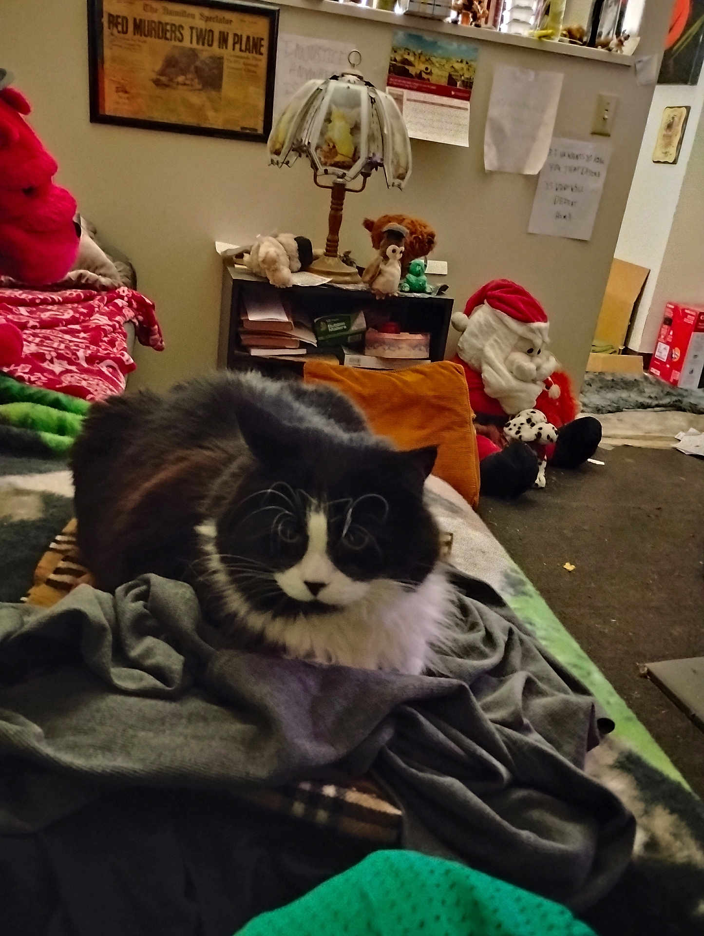 Frankie is registered to the contest to win money with this photo: cat, black_and_white, fluffy, bed, clothes, stuffed_animals, santa_claus, lamp, bookcase, calendar, window, blanket, room, indoor, cozy, decorations, carpet, pillow, plush_toys, relaxed