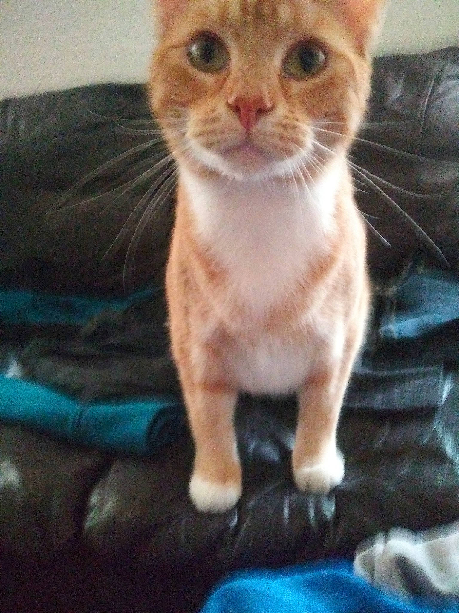 Pretty Boy joined the competition — help win amazing prizes! arabian_mau, asian, australian_mist, carnivore, cat, domestic_short_haired_cat, european_shorthair, eye, fawn, felidae, german_rex, kitten, mammal, polydactyl_cat, singapura, skin, small_to_medium_sized_cats, tabby_cat, vertebrate, whiskers