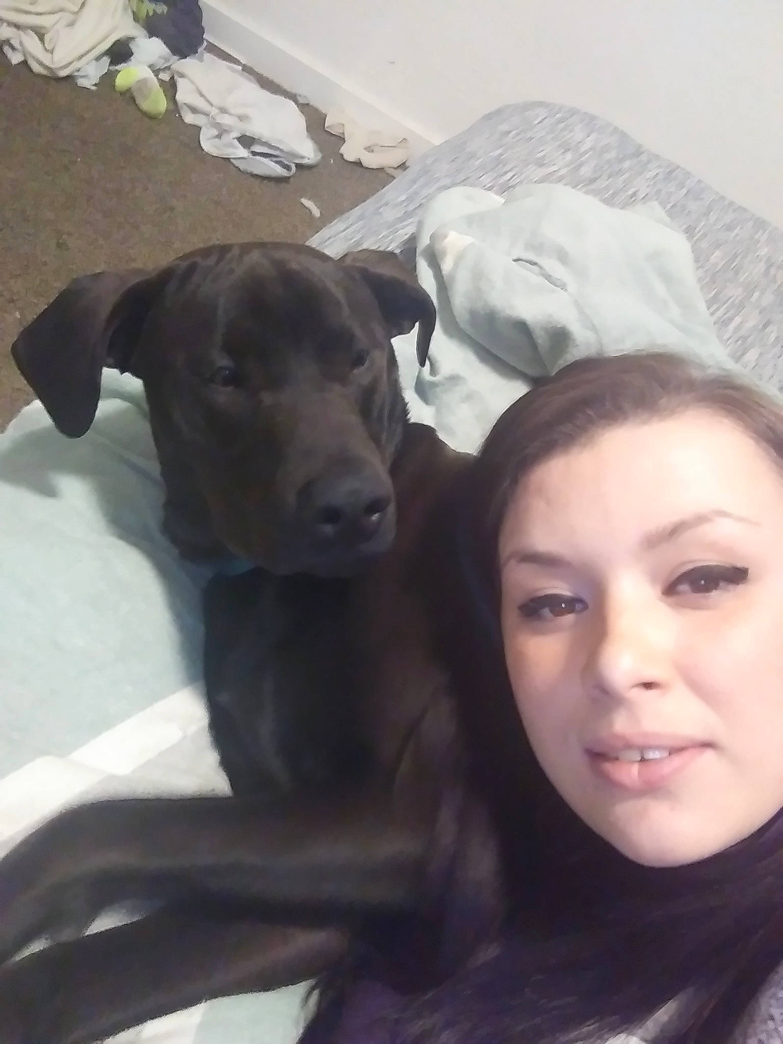 Rufus joined the competition — help win amazing prizes! american_pit_bull_terrier, cane_corso, carnivoran, dog, dog_breed, dog_breed_group, dog_like_mammal, ear, nose, person, pit_bull, snout, sporting_group