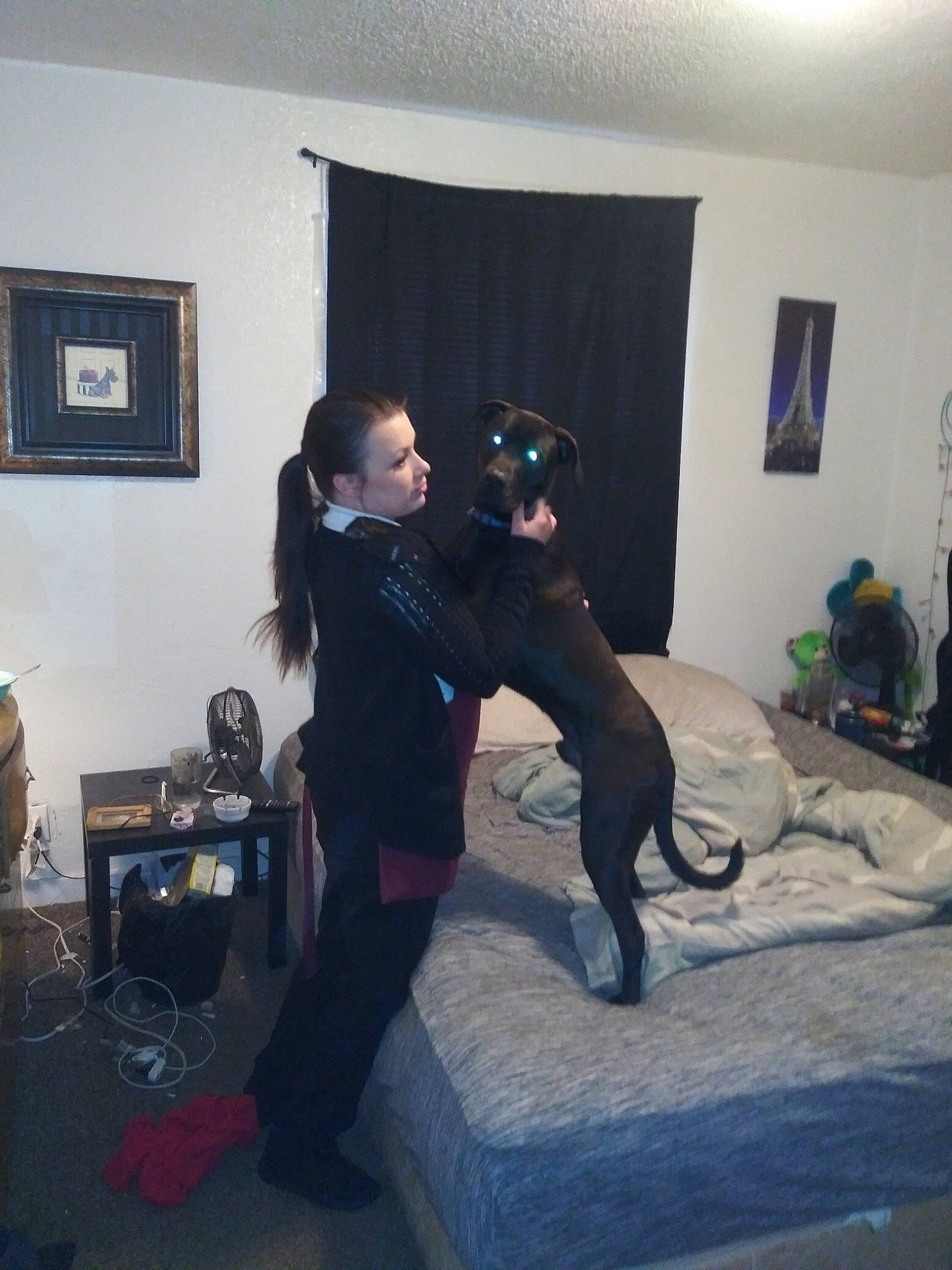 Rufus joined the competition — help win amazing prizes! carnivoran, dog, dog_breed, dog_like_mammal, fun, guard_dog, mammal, person