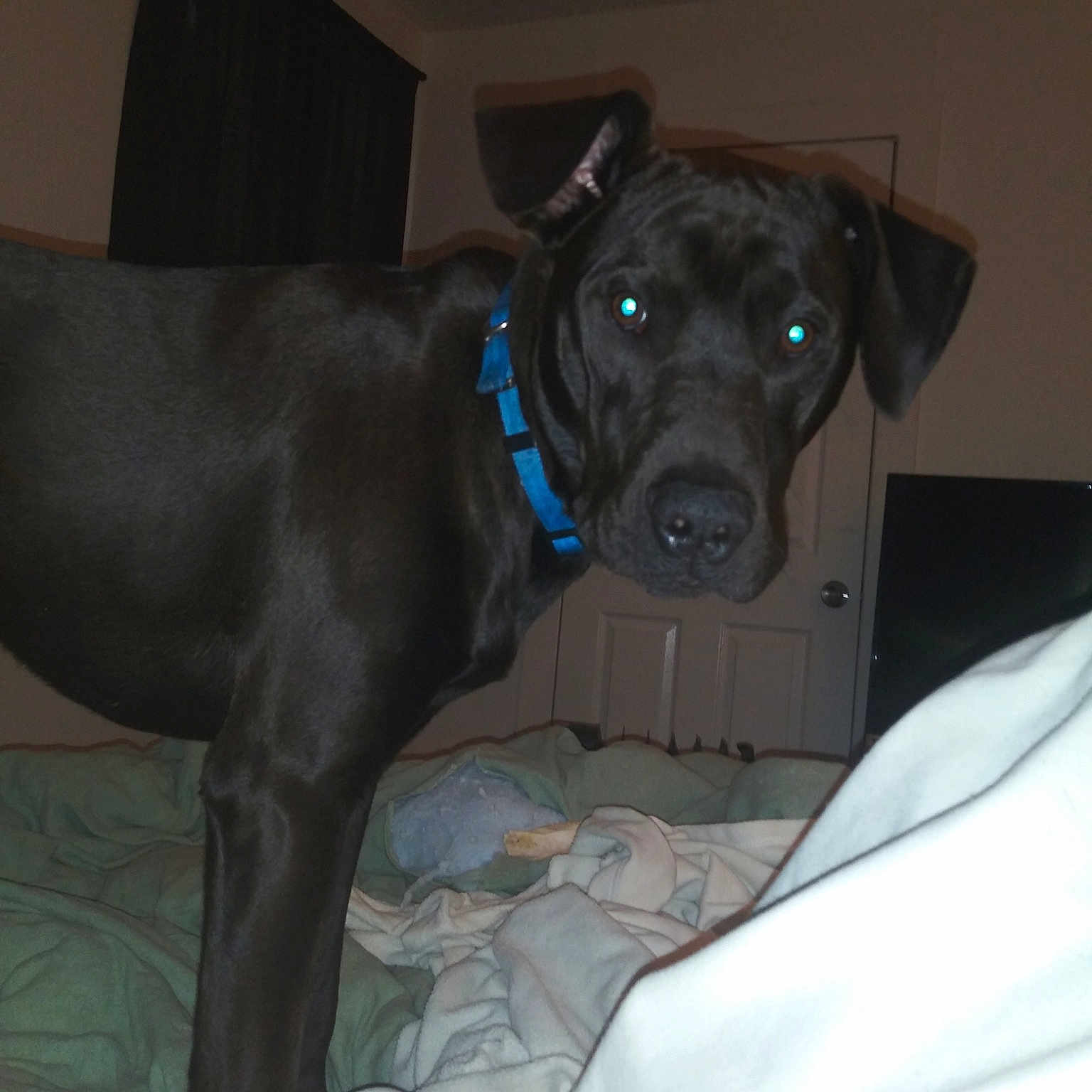 Rufus
