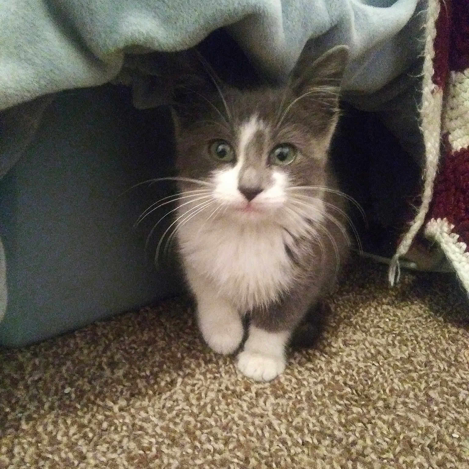 Sunshine is registered to the contest to win money with this photo: aegean_cat, cat, cat_like_mammal, domestic_long_haired_cat, domestic_short_haired_cat, european_shorthair, kitten, munchkin, norwegian_forest_cat, ragdoll, small_to_medium_sized_cats, snout, whiskers