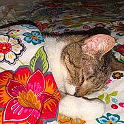 Gata Loca joined the competition — help win amazing prizes! cat, sleeping, blanket, floral_pattern, paw, indoor, cozy, resting, tabby, white_fur, bed, comfort, cute, domestic_cat, animal, pet, soft, closeup, relaxed, fur