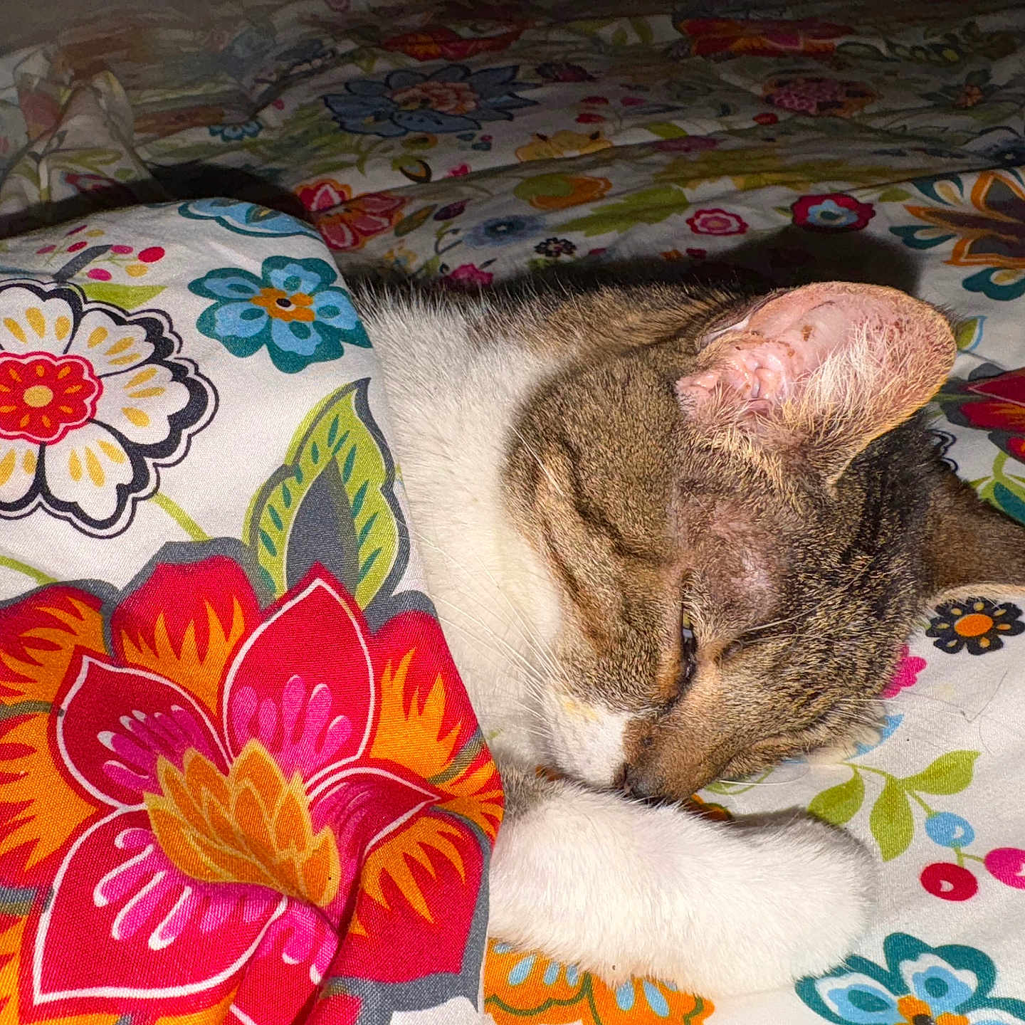 Gata Loca joined the competition — help win amazing prizes! animal, bed, blanket, cat, closeup, comfort, cozy, cute, domestic_cat, floral_pattern, fur, indoor, paw, pet, relaxed, resting, sleeping, soft, tabby, white_fur