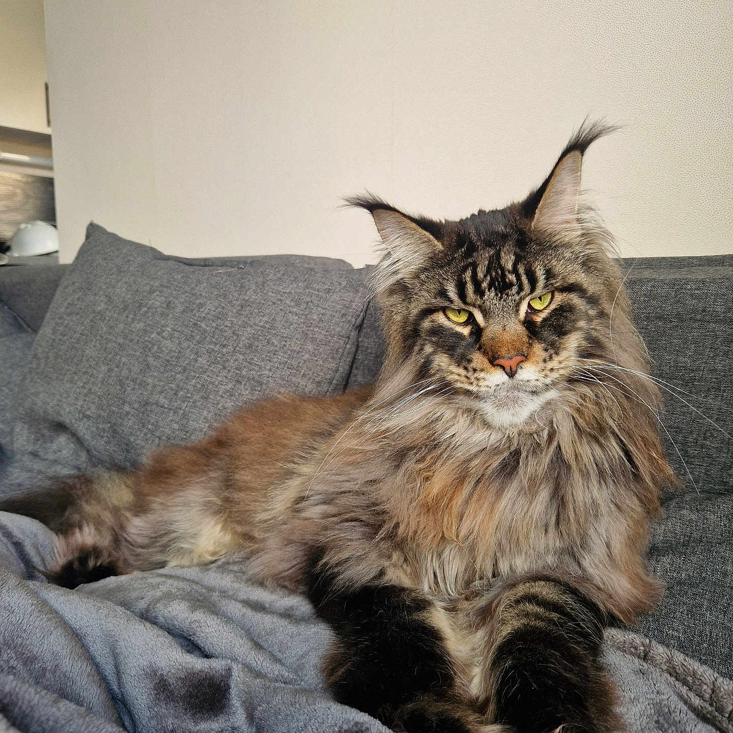 Uber a rejoint le concours — aidez-le/la à gagner de superbes lots ! animal, blanket, cat, cute, domestic_cat, ears, feline, fluffy, fur, gray, indoor, long_hair, maine_coon, mammal, pet, relaxed, resting, sofa, whiskers, yellow_eyes