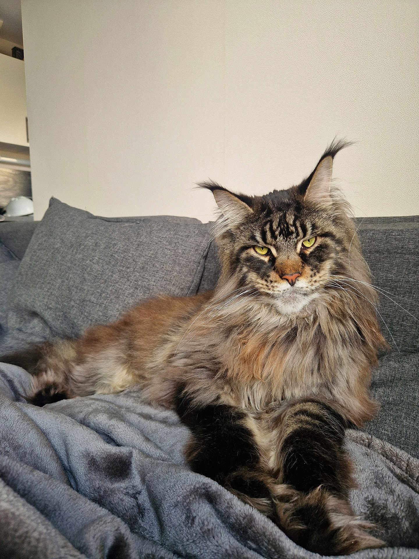Uber a rejoint le concours — aidez-le/la à gagner de superbes lots ! cat, maine_coon, feline, pet, animal, yellow_eyes, fluffy, long_hair, whiskers, sofa, blanket, gray, relaxed, indoor, mammal, cute, domestic_cat, resting, fur, ears