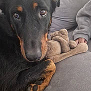 Sia a rejoint le concours — aidez-le/la à gagner de superbes lots ! animal, ball, blanket, canine, chair, couch, cushion, dog, furniture, homedecor, hound, indoors, interiordesign, linen, person, pet, puppy, sleeping, snout, sport