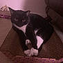 black_and_white, cardboard_box, carpet, cat, close_up, cozy, furniture, home, indoor, low_light, nighttime, paws, pet, portrait, relaxed, scratcher, toy, tuxedo_cat, whiskers, yellow_eyes