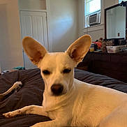 Athena joined the competition — help win amazing prizes! dog, white_dog, large_ears, bed, bedroom, furniture, dresser, window, blinds, air_conditioner, indoor, pet, animal, resting, sleepy, canine, cozy, relaxing, brown_bedspread, calm