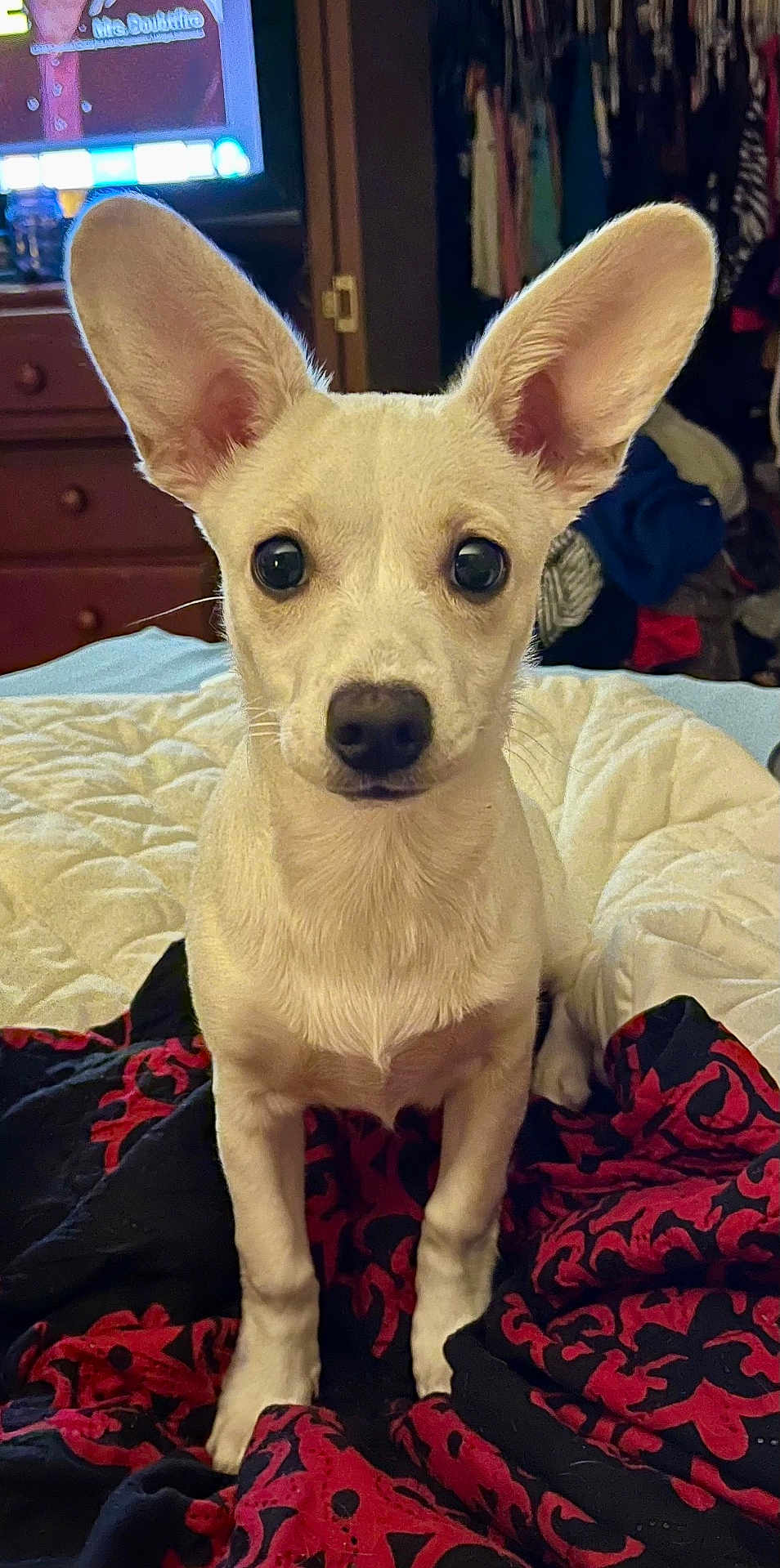Athena joined the competition — help win amazing prizes! dog, small_dog, pet, bed, blanket, ears, indoor, furniture, dresser, clothing, curious, looking_at_camera, animal, cute, white_dog, black_nose, wide_eyes, room, cozy, sitting