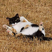 Moone a rejoint le concours — aidez-le/la à gagner de superbes lots ! cat, calico_cat, lying_down, dry_grass, outdoor, animal, pet, playful, relaxed, fur, whiskers, paws, nature, sunlight, cute, mammal, wildlife, resting, close_up, daytime