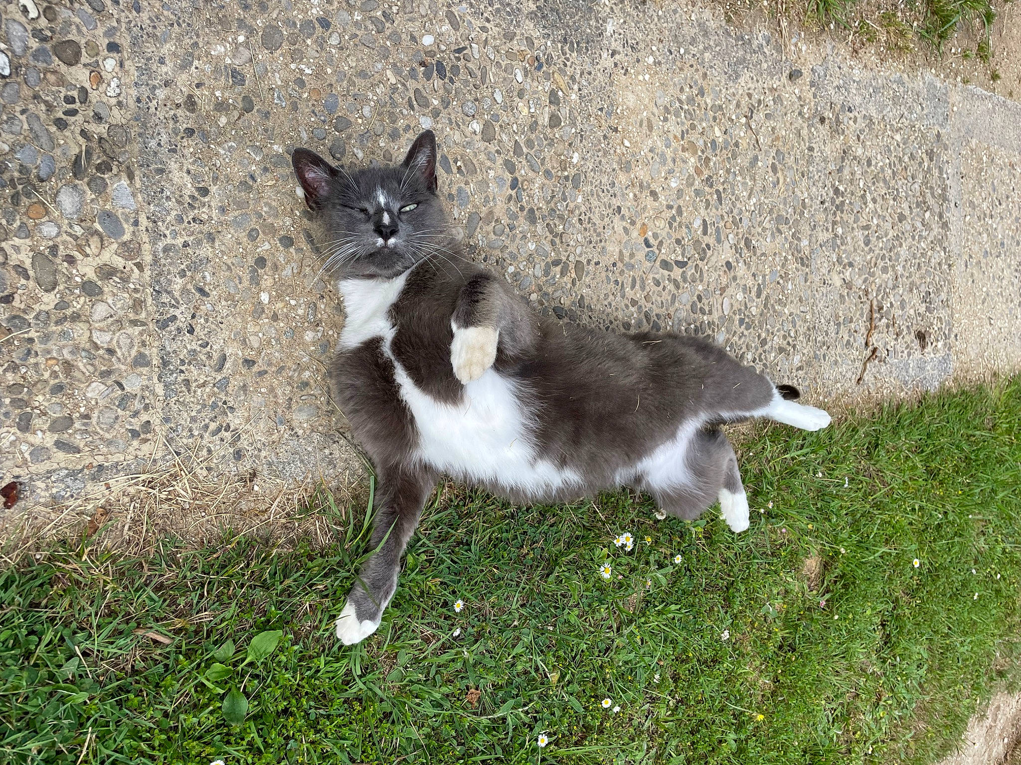 Monsieur Titi participe au concours pour gagner de l'argent avec cette photo : canidae, carnivore, cat, dog_breed, domestic_short_haired_cat, eye, felidae, fur, grass, plant, small_to_medium_sized_cats, sporting_group, tail, terrestrial_animal, whiskers