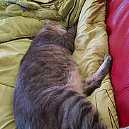 Leo participe au concours pour gagner de l'argent avec cette photo : carnivoran, cat, cat_like_mammal, domestic_short_haired_cat, fur, kitten, nap, sleep, small_to_medium_sized_cats, tail, whiskers