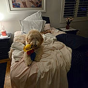 Simba is registered to the contest to win money with this photo: bed, blanket, cozy, curtains, dog, flowers, furniture, indoor, lamp, nightstand, painting, pet, pillow, plush_toy, relaxing, soft_lighting, striped_pillowcase, vase, window, wood_floor