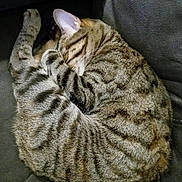 Beans joined the competition — help win amazing prizes! animal, cat, cozy, curled_up, cushion, cute, domestic_cat, ears, feline, fur, indoor, paw, pets, quiet, relaxed, resting, sleeping, striped, tabby, whiskers