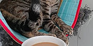 Beans joined the competition — help win amazing prizes! cat, cat_bed, claws, coffee_cup, colorful, cozy, drink, feline, fur, furniture, hammock, hand, indoor, morning, paws, pet, relaxed, striped, tabby_cat, whiskers