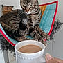 cat, cat_bed, claws, coffee_cup, colorful, cozy, drink, feline, fur, furniture, hammock, hand, indoor, morning, paws, pet, relaxed, striped, tabby_cat, whiskers