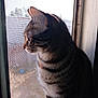 Beans joined the competition — help win amazing prizes! animal, cat, closeup, curious, domestic_cat, ears, feline, indoor, looking_outside, natural_light, peaceful, pet, quiet, screen, side_profile, sitting, striped_fur, tabby_cat, whiskers, window