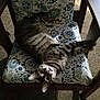 Beans is registered to the contest to win money with this photo: animal, carpet, cat, chair, cozy, curious, cushion, cute, floral, furniture, home, indoor, looking, patterned, pet, relaxed, stretching, tabby, upside_down, wooden
