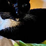cat, tuxedo_cat, close_up, whiskers, black_fur, white_fur, pet, animal, resting, bed, blanket, green, white, indoor, feline, cute, face, eyes, fur, domestic_animal