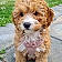 Dolly