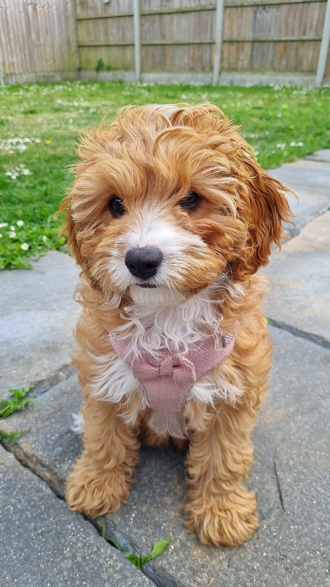 Dolly is registered to the contest to win money with this photo: puppy, dog, pet, outdoor, garden, grass, fence, stone_patio, fur, curly_fur, harness, pink, cute, animal, sitting, young, adorable, brown, white, closeup