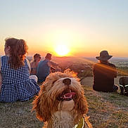 Dolly is registered to the contest to win money with this photo: dog, sunset, outdoor, grass, people, harness, hill, happy, panting, sitting, nature, backlight, scenic, leisure, group, casual, sky, sun, relaxing, warm