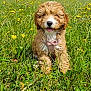 Dolly joined the competition — help win amazing prizes! puppy, dog, grass, field, flowers, yellow_flowers, outdoor, nature, happy, tongue_out, curly_fur, sunny, sky, clouds, greenery, pet, animal, cute, small_dog, sitting