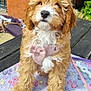 Dolly is registered to the contest to win money with this photo: puppy, dog, curly_hair, pink_harness, blanket, paw_print, outdoor, table, brick_wall, cute, pet, animal, fur, leash, sitting, young_dog, adorable, face, brown_and_white, closeup
