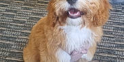 Dolly is registered to the contest to win money with this photo: puppy, dog, fluffy, indoor, carpet, mirror, reflection, toy, brown, white, cute, pet, happy, small, fur, animal, companion, sitting, playful, domestic