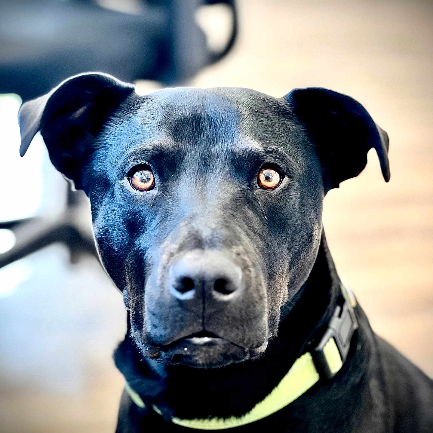 Stella is registered to the contest to win money with this photo: accessories, animal, boxer, bulldog, canine, collar, dog, hound, labradorretriever, leash, pet, pitbull, pointer, policedog, puppy, snout, strap