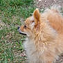 animal, canine, chow, cockerspaniel, collie, dog, eskimodog, fox, grass, greyfox, kitfox, lawn, papillon, pet, plant, puppy, redfox