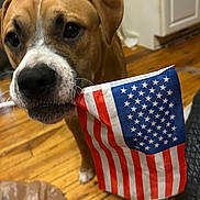 Brownie is registered to the contest to win money with this photo: dog, american_flag, indoor, wooden_floor, brown_dog, white_markings, pet, canine, flag, close_up, floor, household, domestic_animal, background_blur, ears, black_nose, four_legs, mouth, indoor_lighting, curious