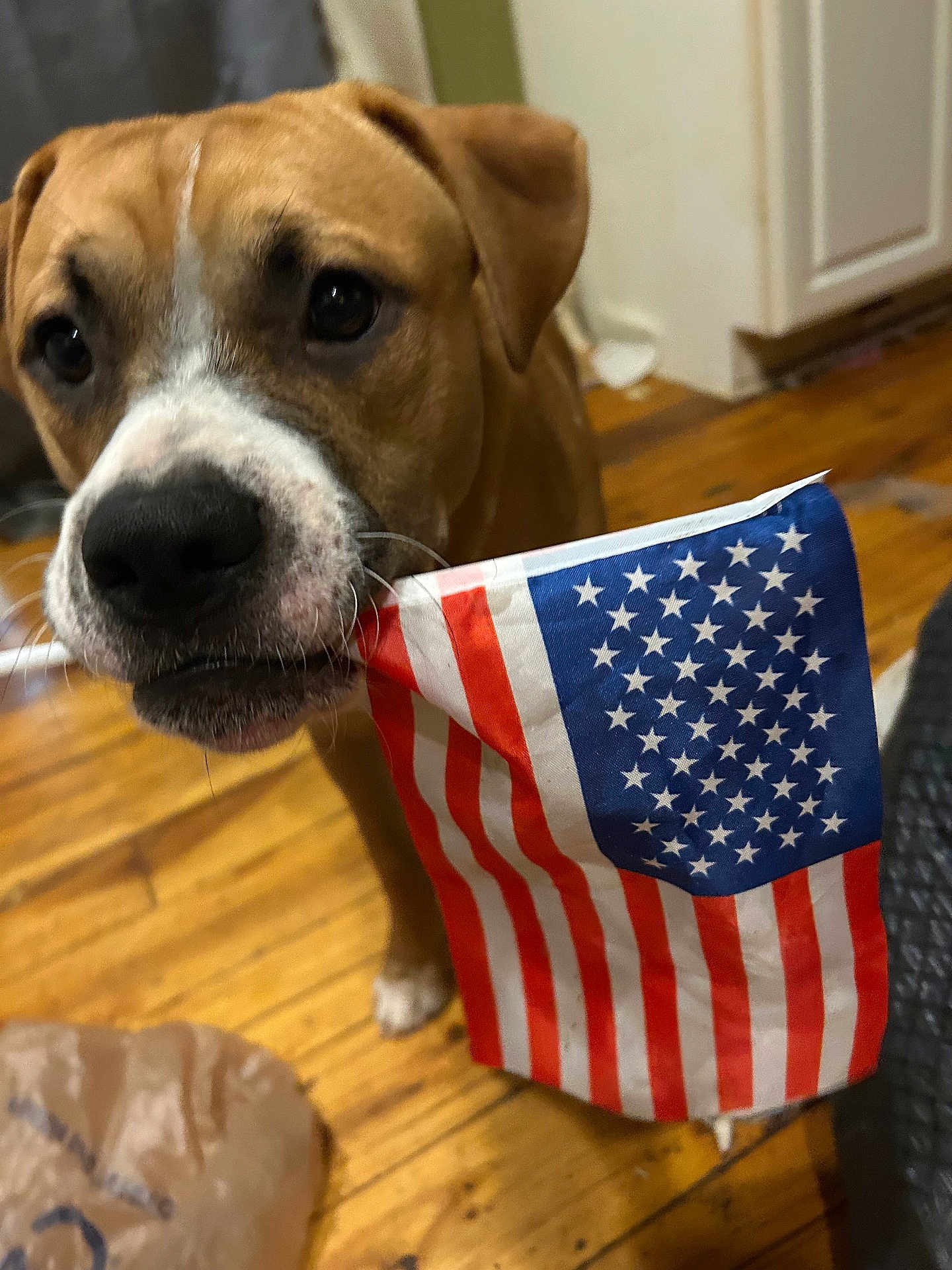 Brownie is registered to the contest to win money with this photo: dog, american_flag, indoor, wooden_floor, brown_dog, white_markings, pet, canine, flag, close_up, floor, household, domestic_animal, background_blur, ears, black_nose, four_legs, mouth, indoor_lighting, curious